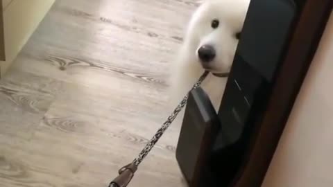 Super cute white puppy