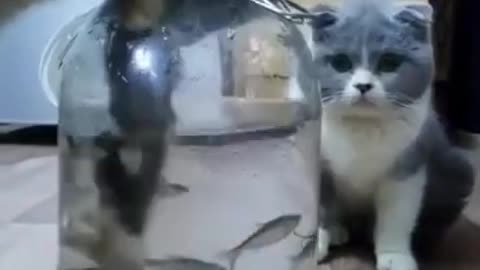 #funny cat want to eat fish ##😂😂😂