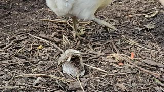 OMC! The adventures of Whitey the adorable and fearless hen!