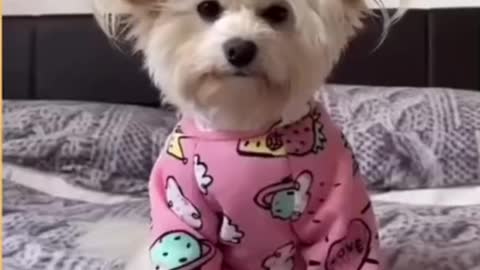 Top Funny Cute Dog 1