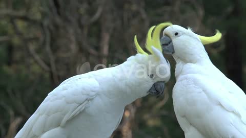 white cackatoo