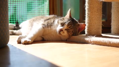 Cute Cat NCS No Copyright Cat Sleeping Video Download Copyright free cat video for