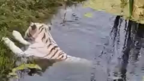 Belíssimo Tigre se refrescando! Música de Fundo e Barulhos da natureza.