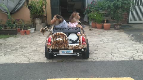 Monkey couple enjoys lovely golf outing