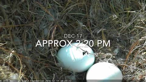 Bald Eagles Romeo & Juliet Welcome Peace to the Nest- Watch the Eaglet Hatch!