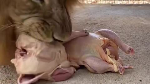 Big Lion Likes Chicken 🦁