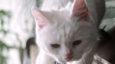 kitten playing the piano