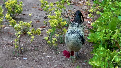 Cock Bird Animal Feathers Male