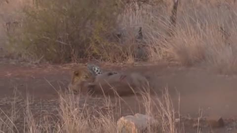 Brave Warthog Knock Down Herd Leopard, Cheetah to Run Away WILD DOGS, LEOPARD vs IMPALA