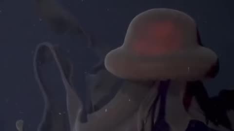 Rare encounter with a giant phantom jellyfish (3,200 ft) beneath the surface in Monterey Bay