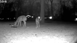 PUMPKIN HORROR: Deer Rescued After Getting Halloween Decoration Stuck On Its Head