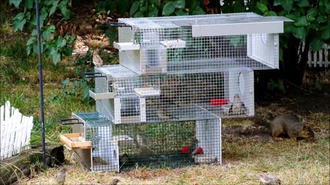 Sparrow Trapping, Bird Trap, birds cage, trap
