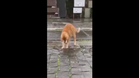 Funny cat and funny dog part 3