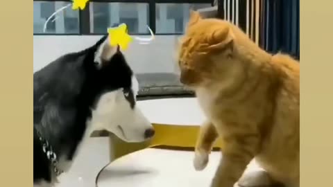 Cat and Dog funny video