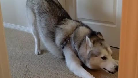 Husky Can’t Have Enough Of The Peekaboo Game With His Owner