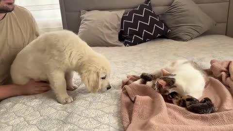 Golden Retriever Puppy Meets Mom Cat with Newborn Kittens for the First Time