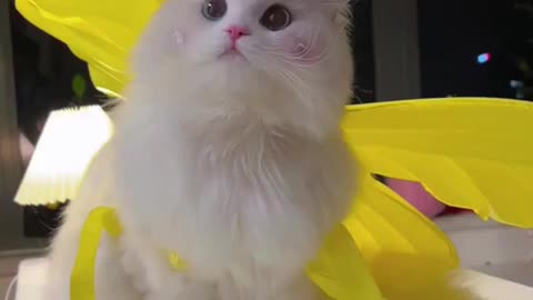 Cute cat baby