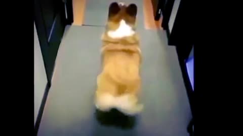 Dog twerking To The Bubble Butt Funny