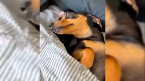 Dachshunds being Dachshunds Compilation