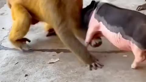 OmG😱 monkey and porch fight