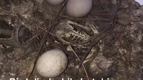 Eggs hatching by bird