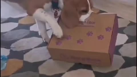 dog in a box