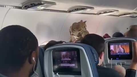 Celebrity on board!😂🐱