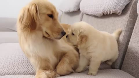 Golden Retriever Meets Puppy Just Like Him for The First Time