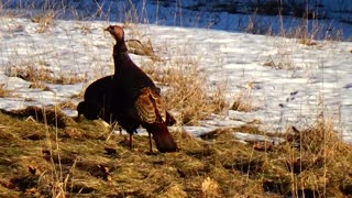 Wild Turkeys