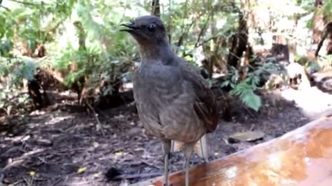 Amazing bird sounds from the Lyrebird - The bird can copy the sound - The best song bird funy tv2