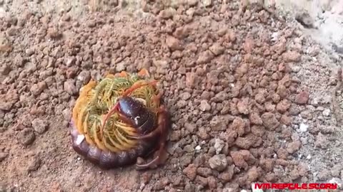 Red centepede laying eggs