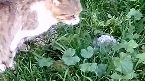 weirdest Siamese cat eating plant