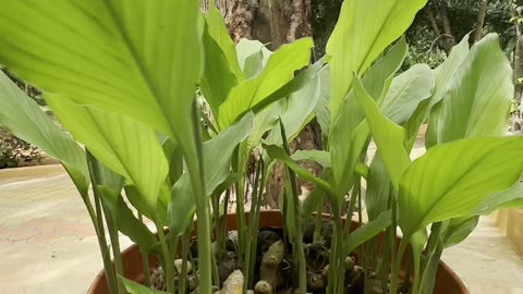 ￼ Turmeric plants