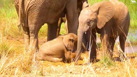 Animals in the forest, all the animals having fun, all the small and big animals