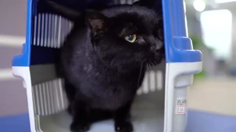 Do you like black cats? Be sure to watch this video!😻🛁✂️❤️