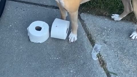 Naughty Dog Steals TP