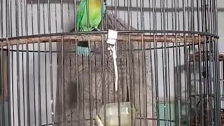 Bird singing