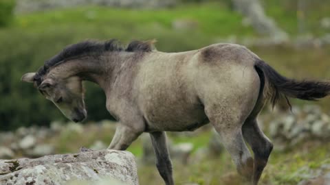 Slow Motion of a Horse 4K