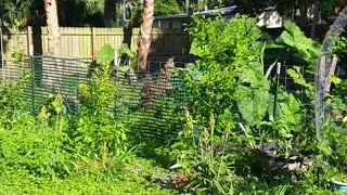 Yummy Yuck Weed Tank & Grocery Garden