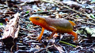 Eastern Newt