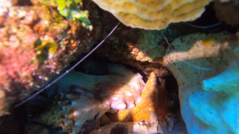 Cozumel SCUBA Diving Paraiso Reef Octopus