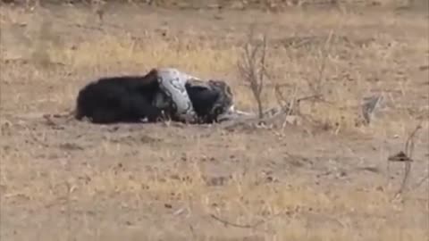 Crazy! Mad Crocodile Fierce Attack & Kill Lion For Awake It From Nice Dream _ Pr.mp4