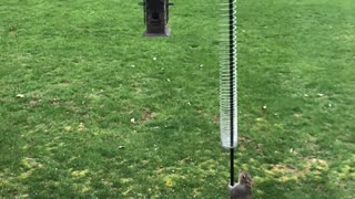 Clever Squirrel Conquers Bird Feeder After Outsmarting The Slinky