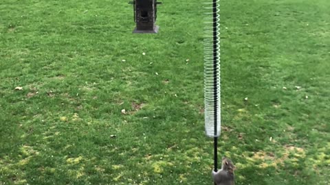 Clever Squirrel Conquers Bird Feeder After Outsmarting The Slinky