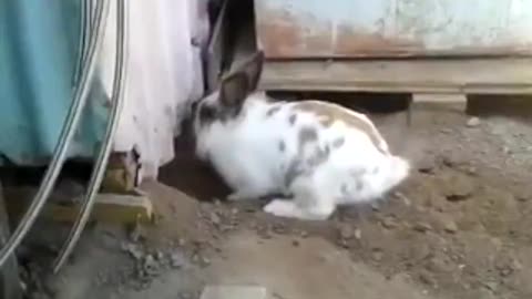 The rabbit saves stuck cat