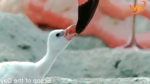The most beautiful bird in the world is the flamingo