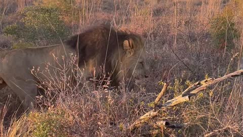 Up Close With the Lion King