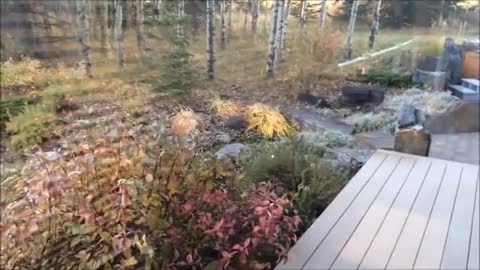 Bobcat Angry at Reflection