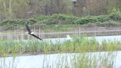 Ross Goose being chased by a Bald Eagle, Panama Flats, Victoria BC