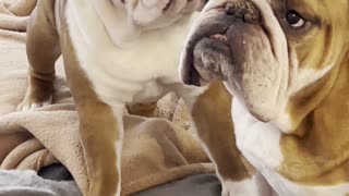 Bulldog Brothers